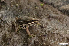 Lithobates pustulosus