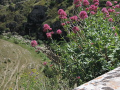 Centranthus ruber