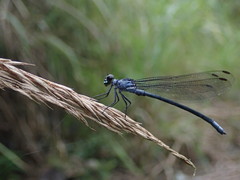 Bayadera brevicauda