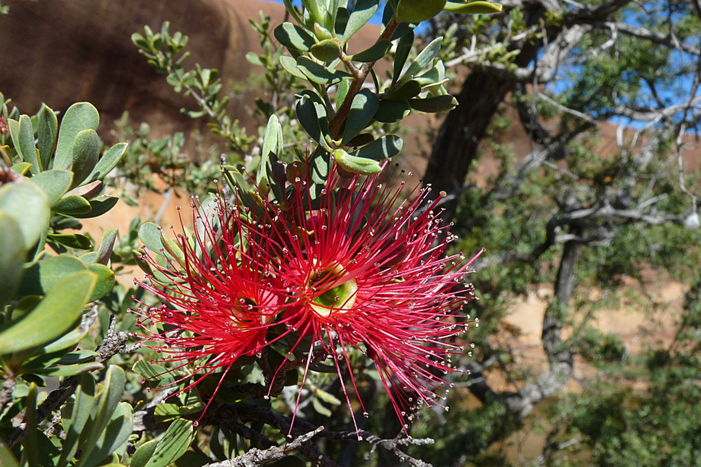 Granite Kunzea