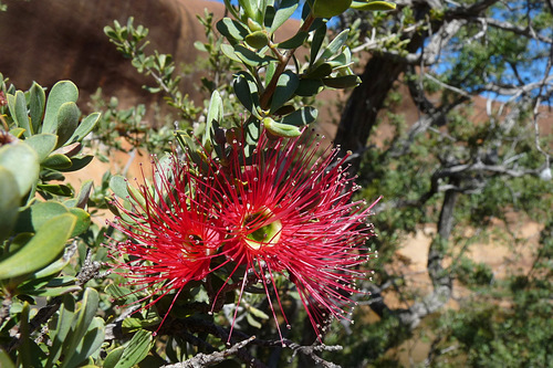 Kunzea pulchella (Lindl.) A.S.George