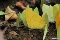 Phoebis neocypris virgo
