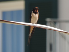 Hirundo rustica