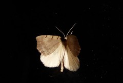 Sestra humeraria