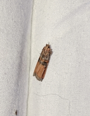 Dasypyga alternosquamella