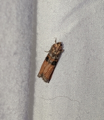 Dasypyga alternosquamella