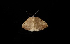 Sestra humeraria