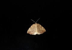 Sestra humeraria
