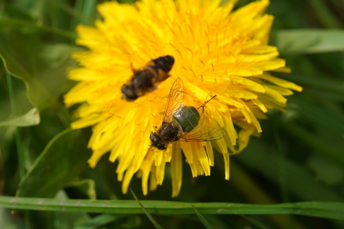 Orange-spined Drone Fly, Beek-Ubbergen, Netherlands, photo 4 of 10
