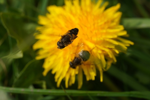 Orange-spined Drone Fly, Ubbergen, Netherlands, photo 6 of 10