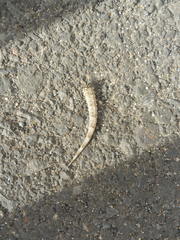 Tarentola angustimentalis