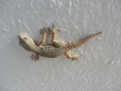 Tarentola angustimentalis