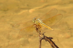 Brachythemis contaminata