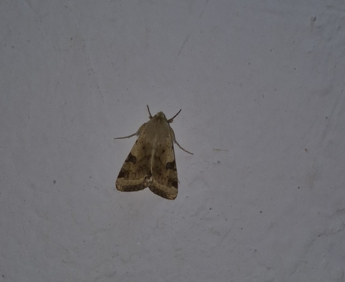 The Bordered Straw