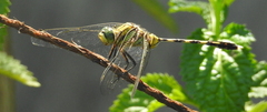 Orthetrum