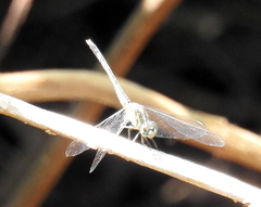 Diplacodes trivialis