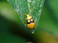 Monolepta oculata