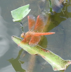 Brachythemis contaminata