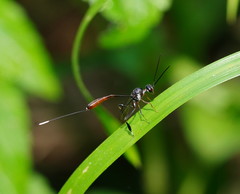 Gasteruption albicuspis