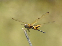 Rhyothemis phyllis snelleni