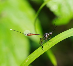 Gasteruption albicuspis
