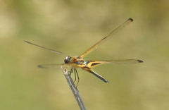 Rhyothemis phyllis snelleni