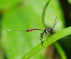Gasteruption albicuspis