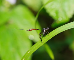 Gasteruption albicuspis