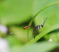 Gasteruption albicuspis