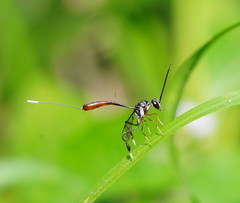 Gasteruption albicuspis