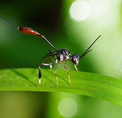 Gasteruption albicuspis