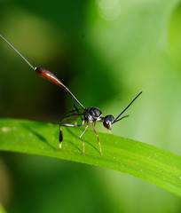 Gasteruption albicuspis