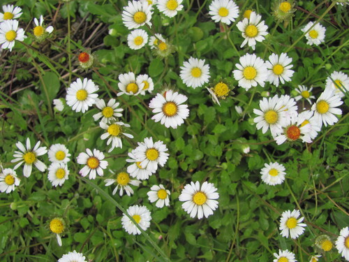 Bellis perennis