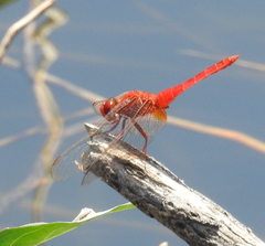 Crocothemis servilia