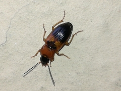 Stenolophus teutonus