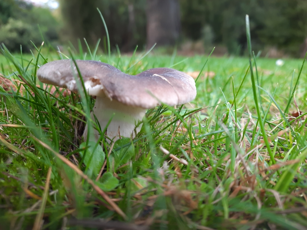 Russula grisea