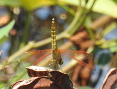Brachythemis contaminata