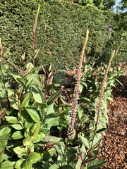 Veronicastrum