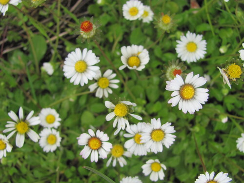 Bellis perennis