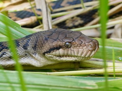 Scrub Python photo 4