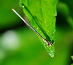 Agriocnemis argentea