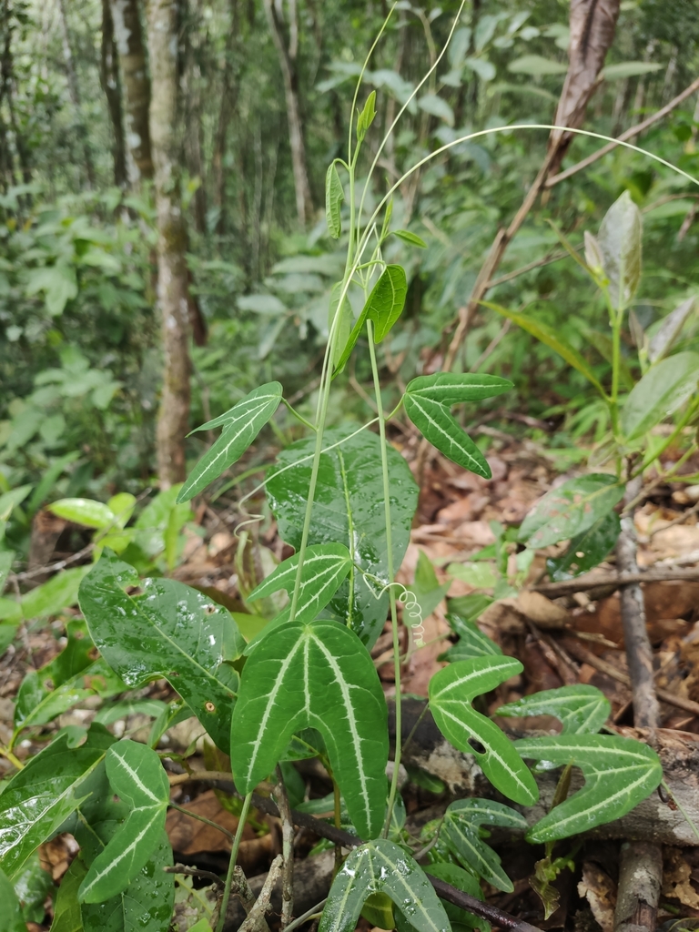 Passiflora xishuangbannaensis