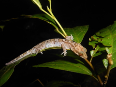 Cyrtodactylus