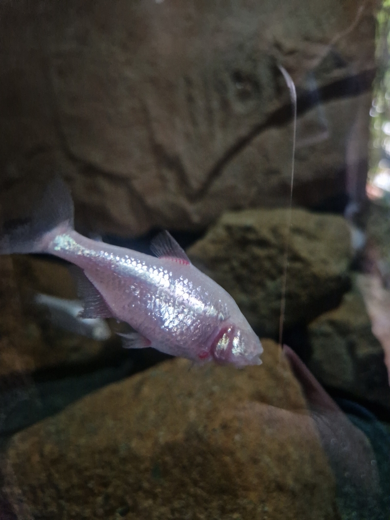 Astyanax jordani