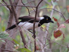 Cyanocorax cyanopogon
