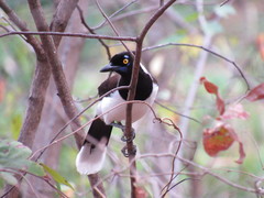 Cyanocorax cyanopogon