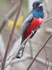 Trogon curucui
