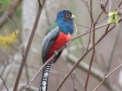 Trogon curucui