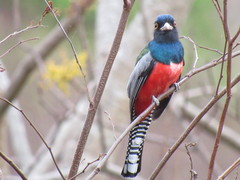 Trogon curucui