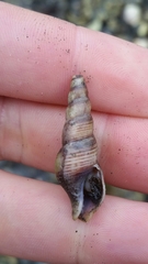 Ophiodermella inermis